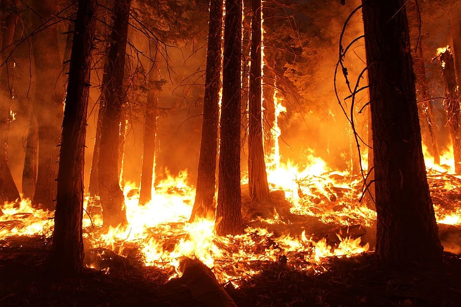 State Farm Ceases Home Insurance Sales in California Due to Wildfire Risks and Rising Construction Costs. 3 wild fire wildfire jungle Insurance Quest Insurance Knowledge News & Posts